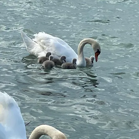 Apartment Dorina Wellness *